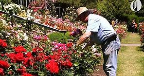 As Washington Park's rose garden turns 100, its longtime curator hangs up his shears