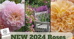 Preview David Austin 2024 Roses | Top 5 David Austin Favorites! 🌹😊💖