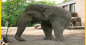 10 Elefanten, Die Nur Einmal In Tausend Jahren Geboren Werden