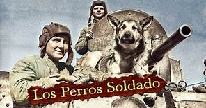La Desconocida Historia de los Perros Antitanque utilizados en La Segunda Guerra Mundial 🐶