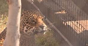 El santuario de jaguares en México para admirar y conocer a la especie