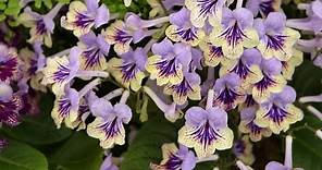 How to care for Streptocarpus | Grow at Home | Royal Horticultural Society
