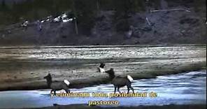 LOBOS: Cómo los lobos son capaces de cambiar el curso del río