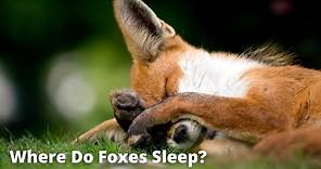 Foxes Sleeping | Sleeping Behavior of Foxes
