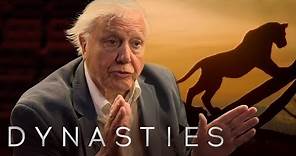 David Attenborough On Dynasties | BBC Earth