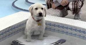 Marley & Me The Puppy Years - Trailer