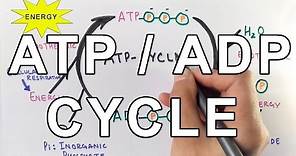 Mechanism of ATP/ADP Cycle