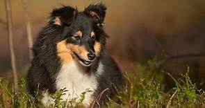 The Suitability of Shetland Sheepdogs for Search and Rescue Operations