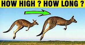 How Far And High Can Kangaroos Jump ?