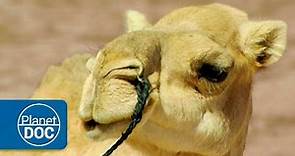 Camellos y Dromedarios | Nómadas del Sahara