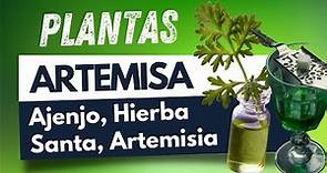 Artemisa Ajenjo, (Artemisia absinthium) Planta medicinal curativa y milagrosa