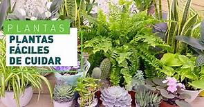 10 plantas para principiantes | Plantas fáciles de cuidar en VERDECORA