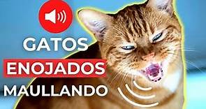 SONIDOS de GATOS ENOJADOS MAULLANDO 🐱 Sonidos de Gato Enojado
