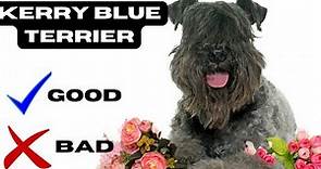 Kerry blue terrier Top 10 Facts | Pros and Cons You Must Know