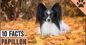 Papillon Dog Breed - Top 10 Facts | Dog World