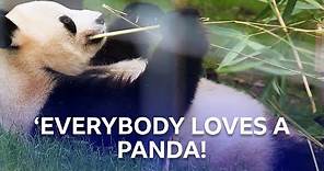 The Pandas Of Edinburgh Zoo | Inside The Zoo | BBC Scotland