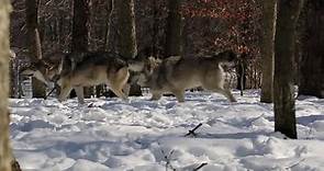 timbers in the snow - Lakota Wolf Preserve