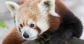 Baby Red Pandas: Adorable Pictures and Surprising Facts