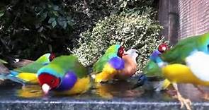 Gouldian finches bathing with their friends in an outdoor planted aviary