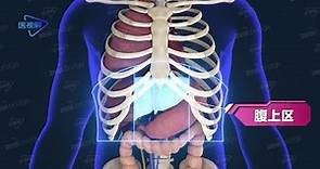 3D【System anatomy】--Location of the Liver/【系统解剖】--肝的位置