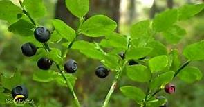 Mirtillo nero - Vaccinium myrtillus