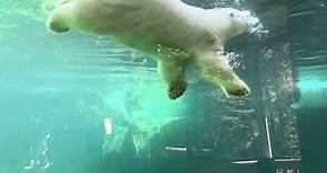Kova the Polar Bear Swimming at the Alaska Zoo