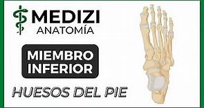 Anatomía de Miembro Inferior (MMII) - Huesos del pie - Tobillo [NUEVA VERSIÓN]