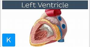 Left Ventricle (Heart) - Function, Definition and Anatomy- Human Anatomy | Kenhub