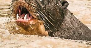 The Giant River Otter - A Fascinating Aquatic Species || giant river otter