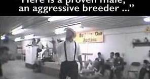 Dog Auctions Exposed