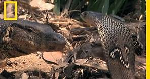 Cobra vs. Monitor Lizard | National Geographic