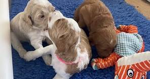 Three week old apricot and parti Goldendoodle puppies play