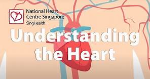 Understanding the Heart (Tips for a Healthy Heart)