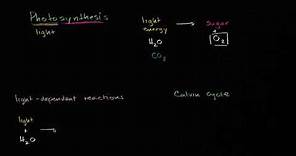 Breaking down photosynthesis stages