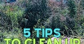 How To Clean Up Overgrown Yard: 5 Professional Tips