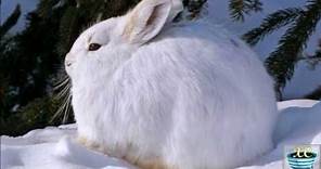 The Arctic Hare Polar Rabbit