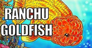 Ranchu Goldfish | Ranchu Goldfish Care Guide | Is The Ranchu World's Cutest Goldfish ???