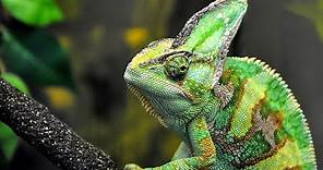 Chameleons for Children with Pronunciation (and with Photos)