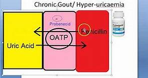 Pharmacology 248 b Probenecid Penicillin Uric Acid Gout Gouty Arthritis HyperUricemia OATP