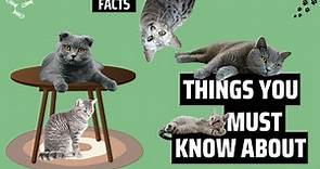 What You Didn't Know About Gray Cats