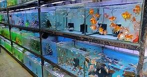 Aqua Planet Aquarium Fish Shop