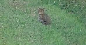 Divlja mačka - European wildcat - Felis silvestris