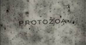 A24 / Protozoa Pictures (The Whale)