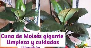Cuna de Moises gigante, Limpieza y cuidados / Liliana Muñoz