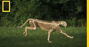The Science of a Cheetah's Speed | National Geographic