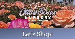🌹 Otto & Sons Nursery Garden Tour of HUGE Rose Blooms & Varieties
