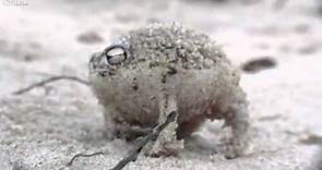 la rana mas rara del mundo