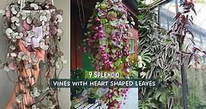 9 Splendid Vines with Heart Shaped Leaves | Beautiful Vines