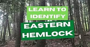 Learn to Identify Eastern Hemlock Trees