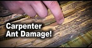 What Carpenter Ant Damage Looks Like